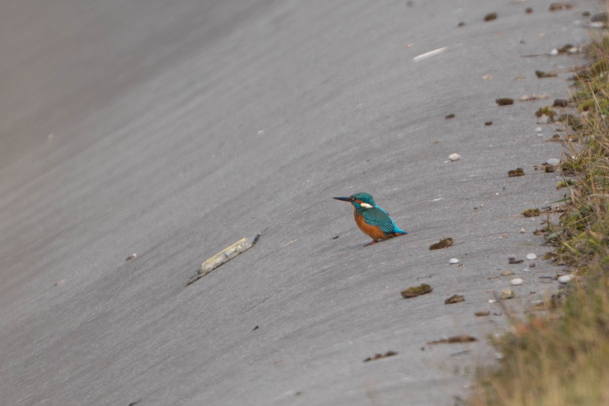 isfugl - ML644718561