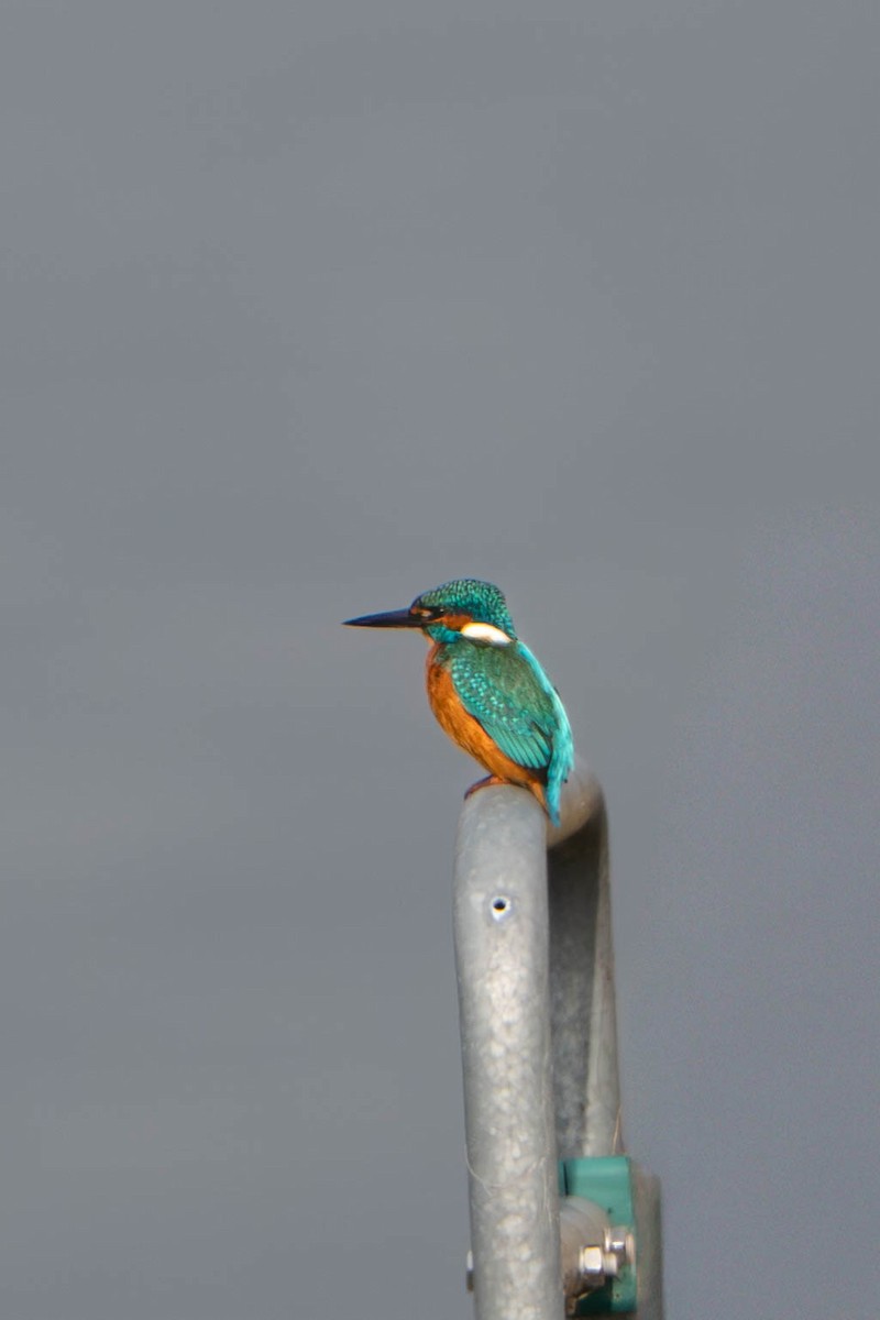 isfugl - ML644718562