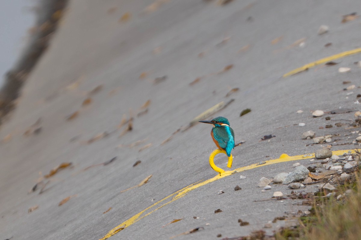 isfugl - ML644718563