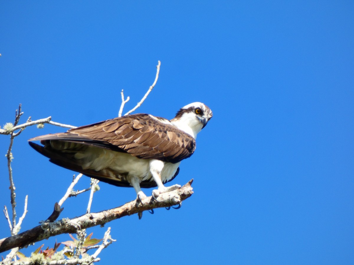 fiskeørn (carolinensis) - ML644718564