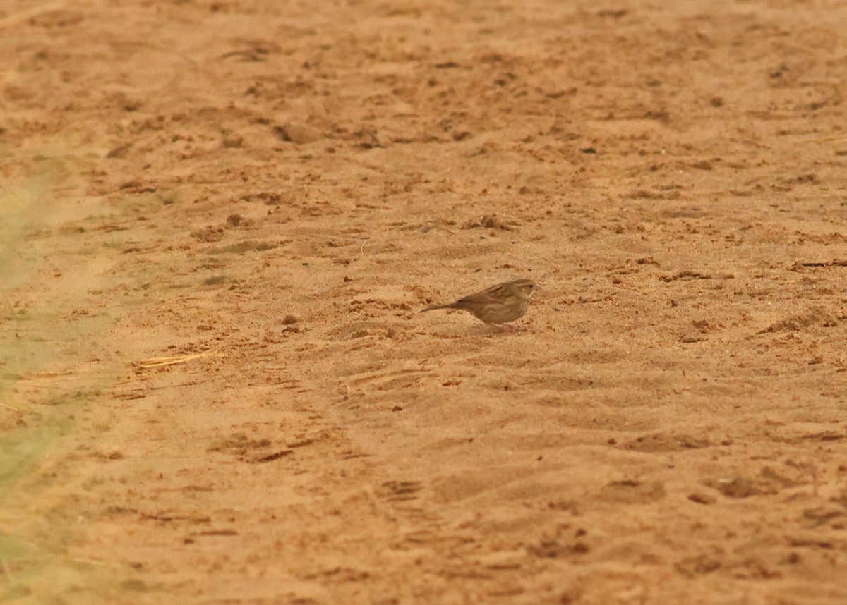 gråhodespurv - ML644718565