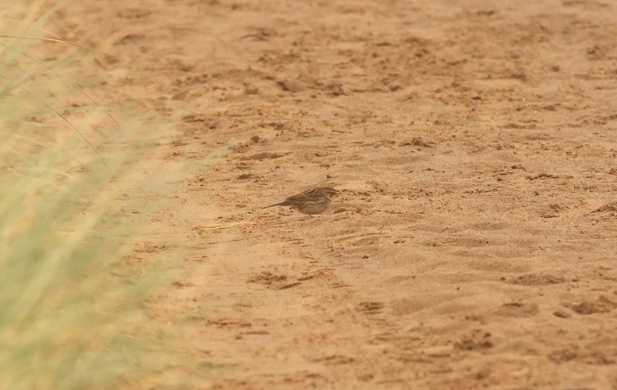 gråhodespurv - ML644718566