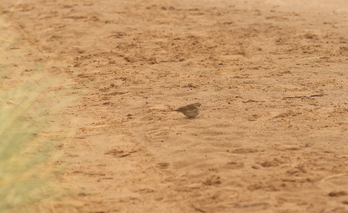 gråhodespurv - ML644718581