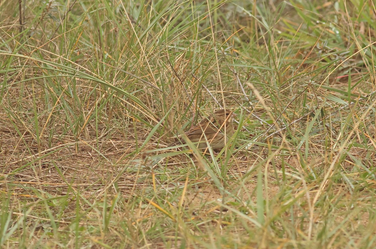 gråhodespurv - ML644718582