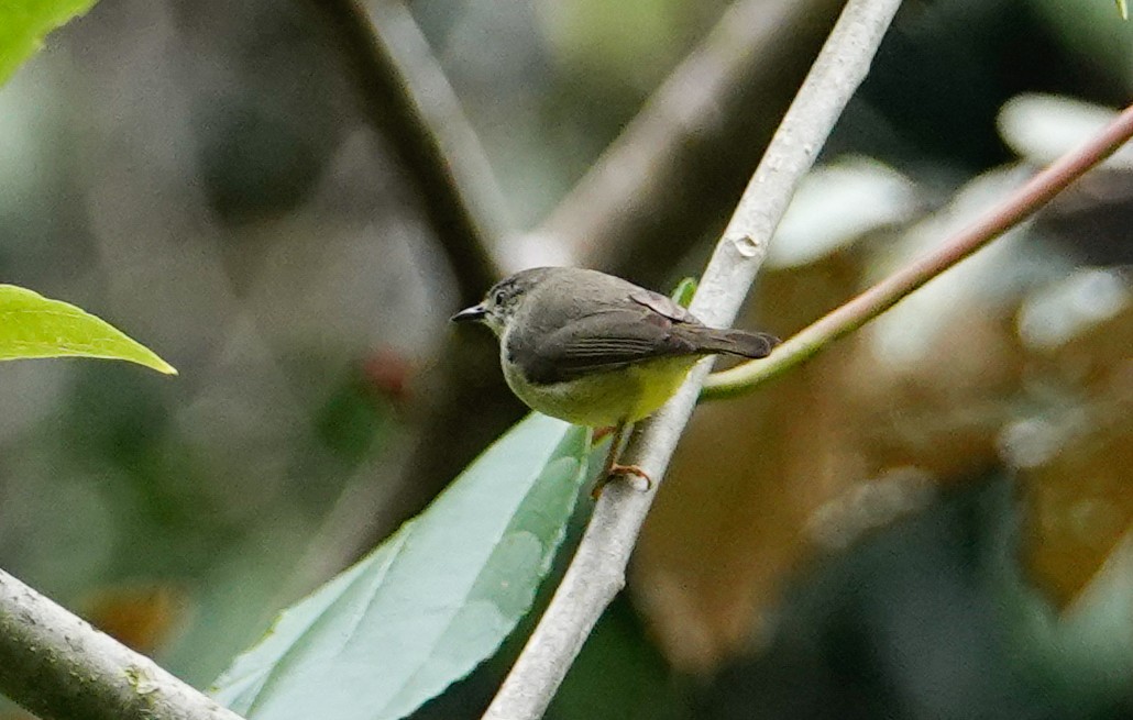 dvergbrillefugl - ML644718588