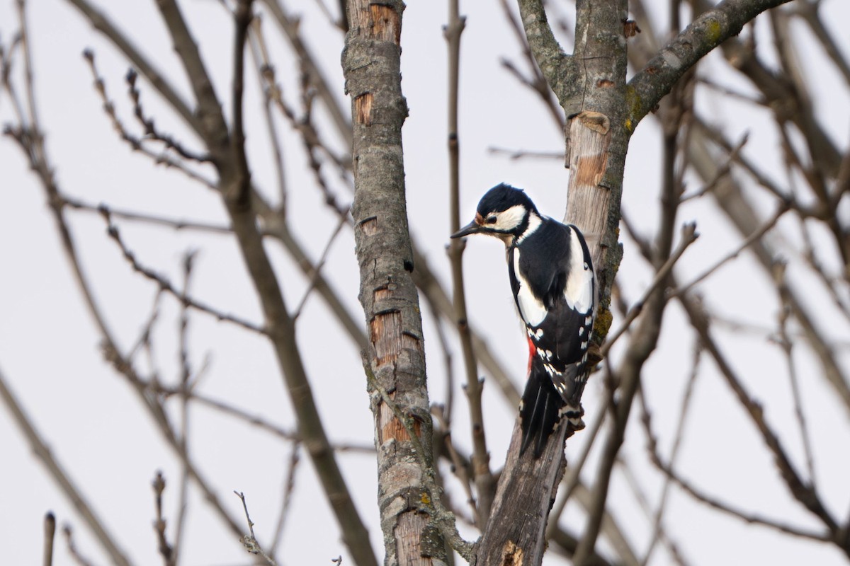 flaggspett - ML644718589