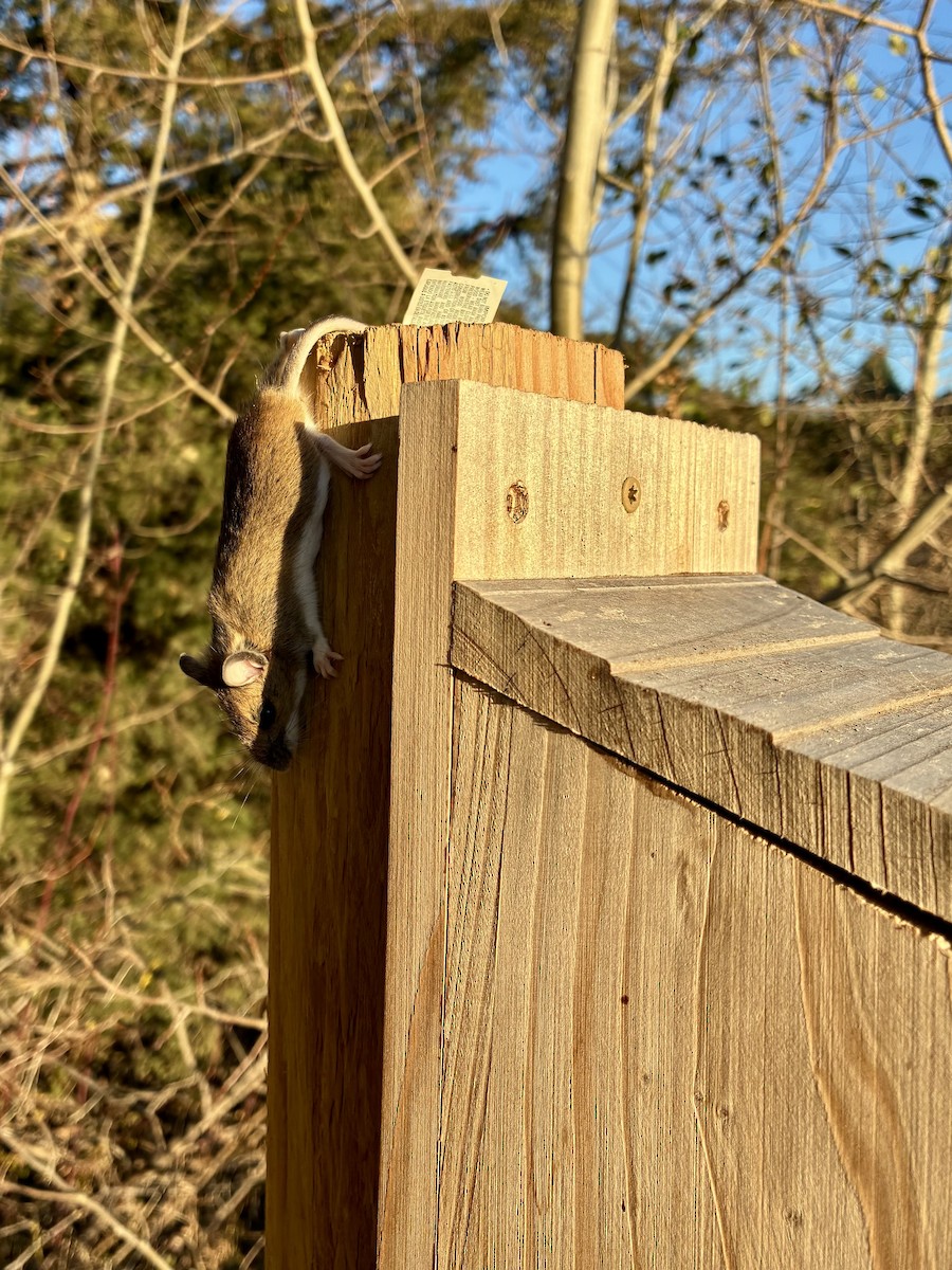 Animaux - ML644718591