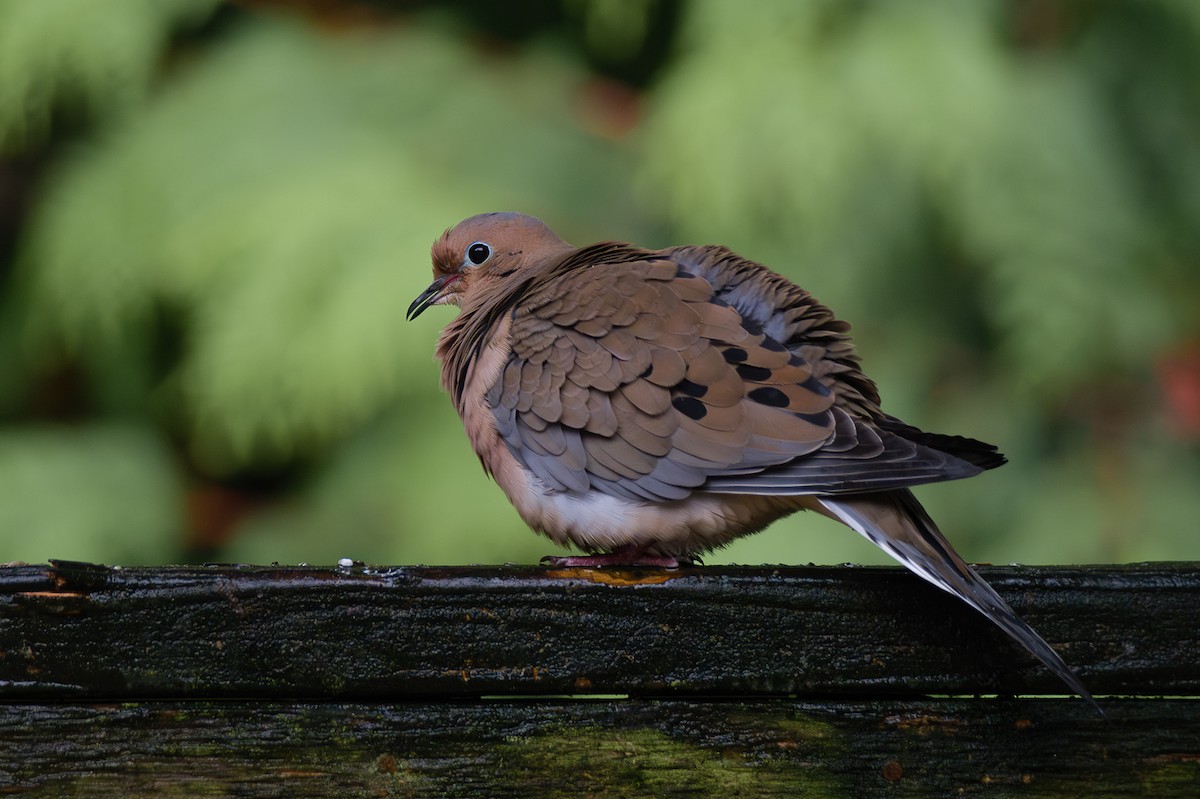 sørgedue - ML644718592