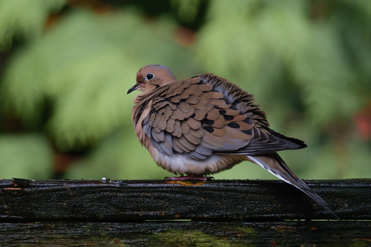 sørgedue - ML644718593