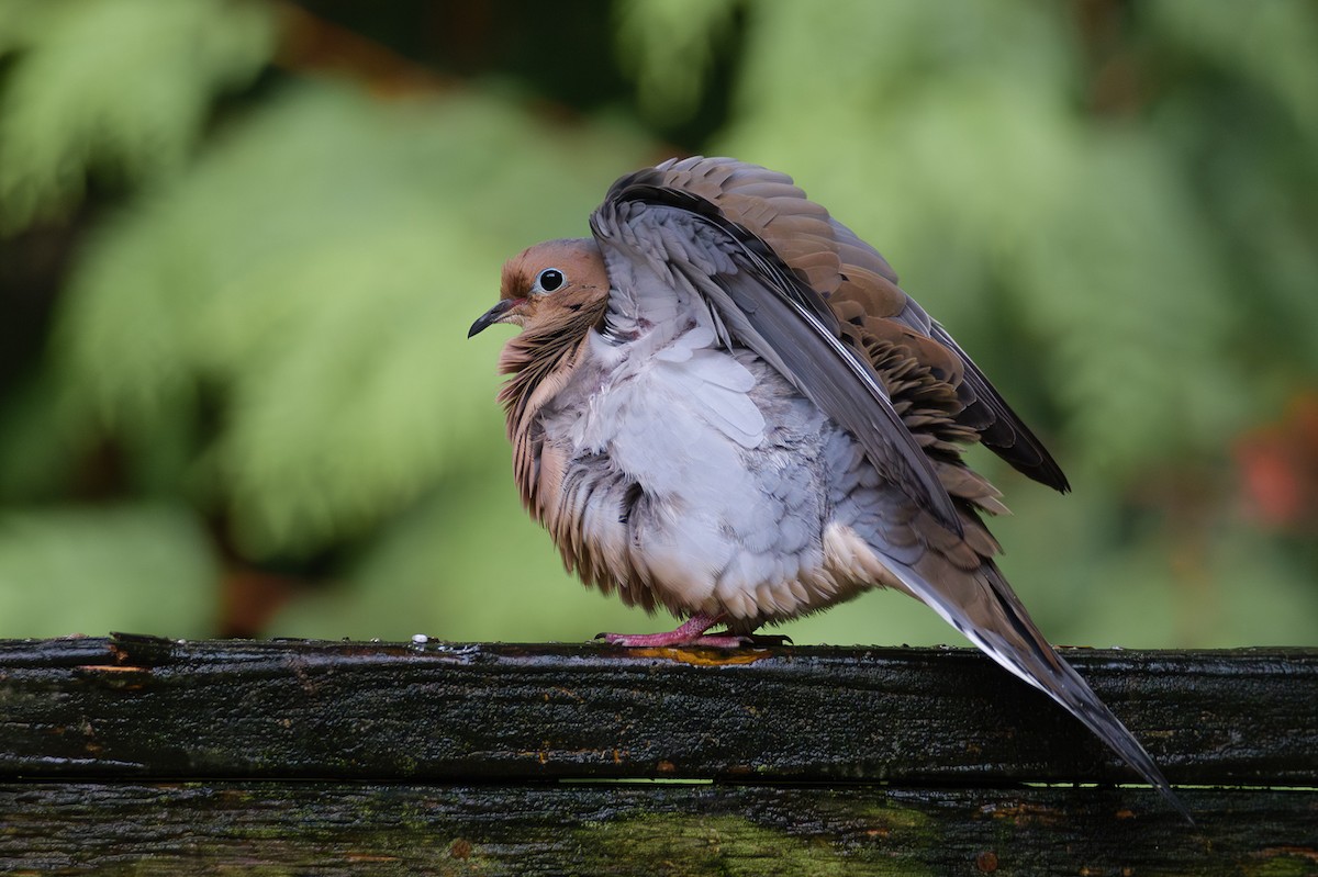 sørgedue - ML644718594