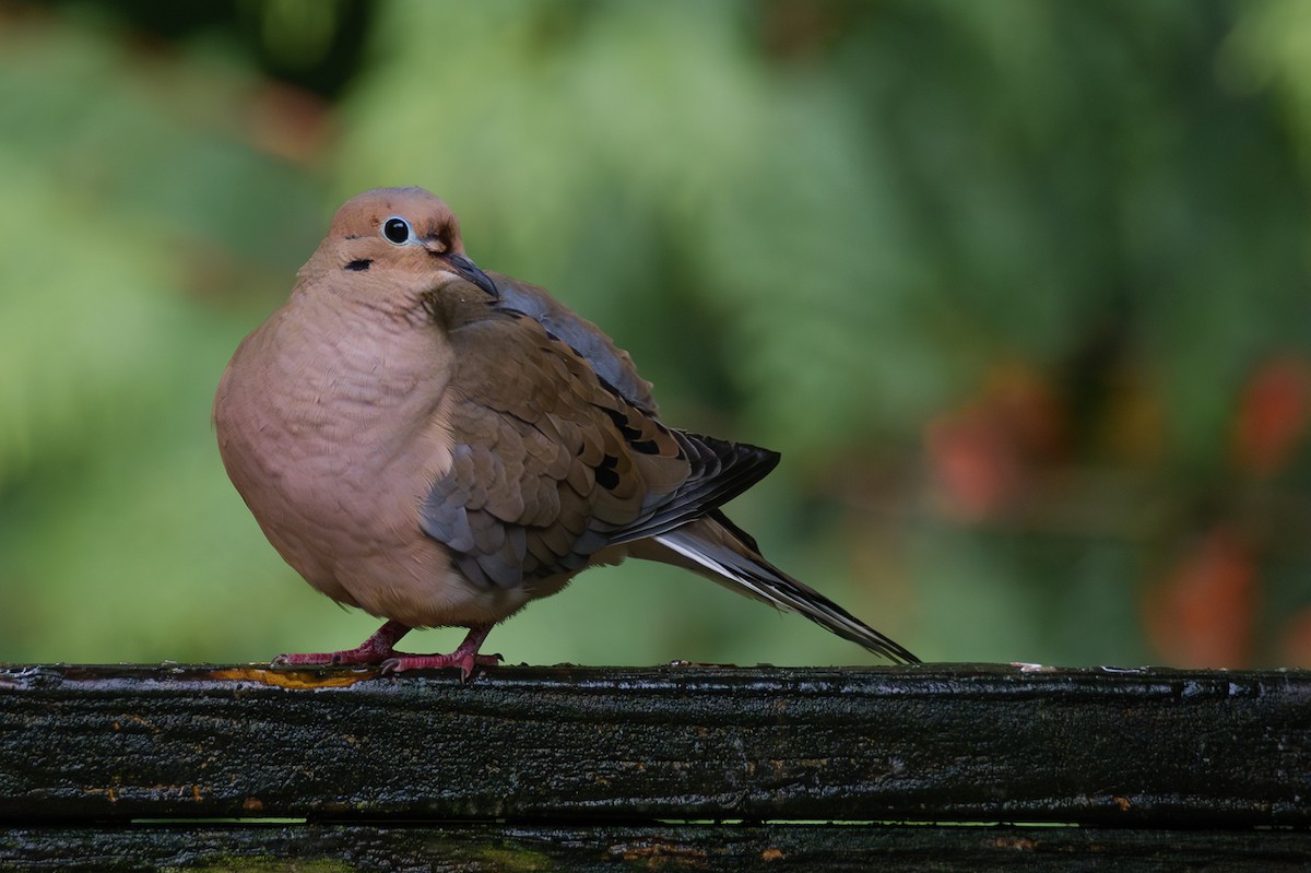 sørgedue - ML644718595