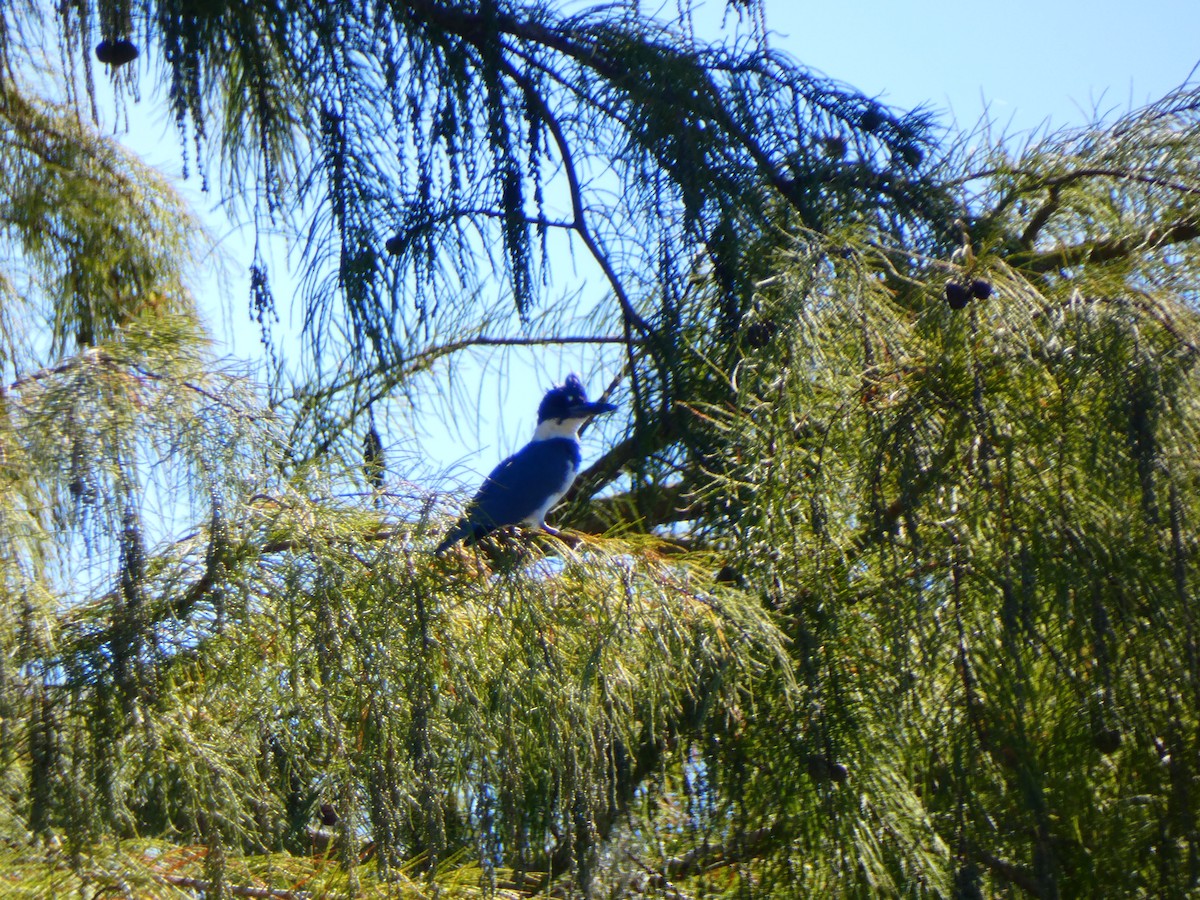 belteisfugl - ML644718597