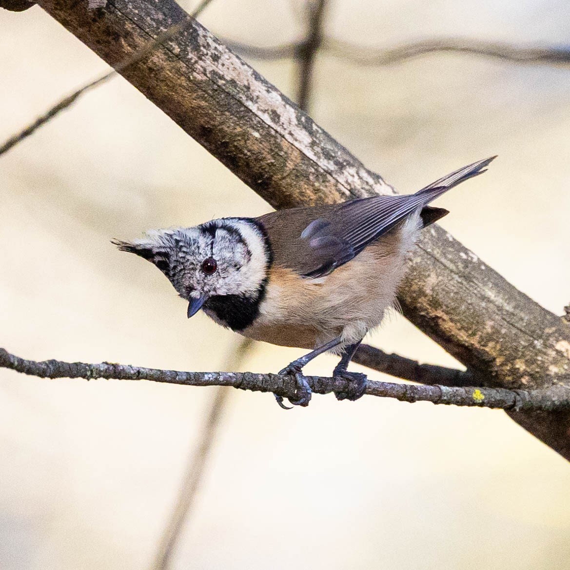 Crested Tit - ML644718598