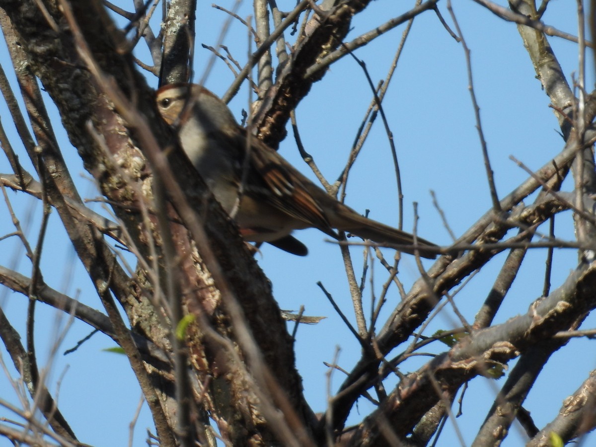 hvitkronespurv - ML644718599