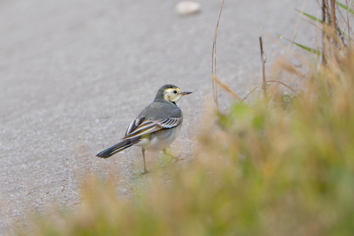 linerle - ML644718600