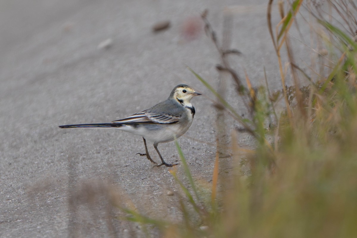 linerle - ML644718601