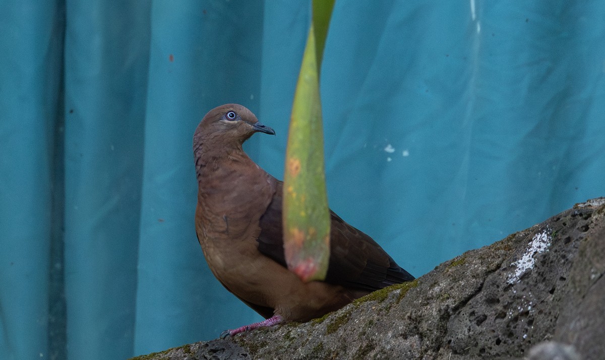 kanelgjøkdue - ML644718603