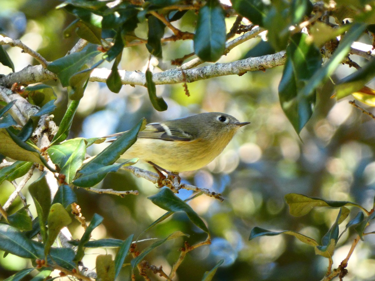 rubinfuglekonge - ML644718605