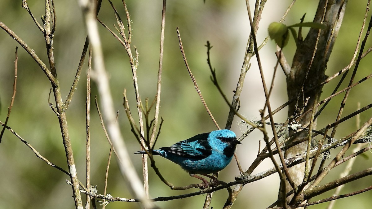 blådaknis - ML644718606