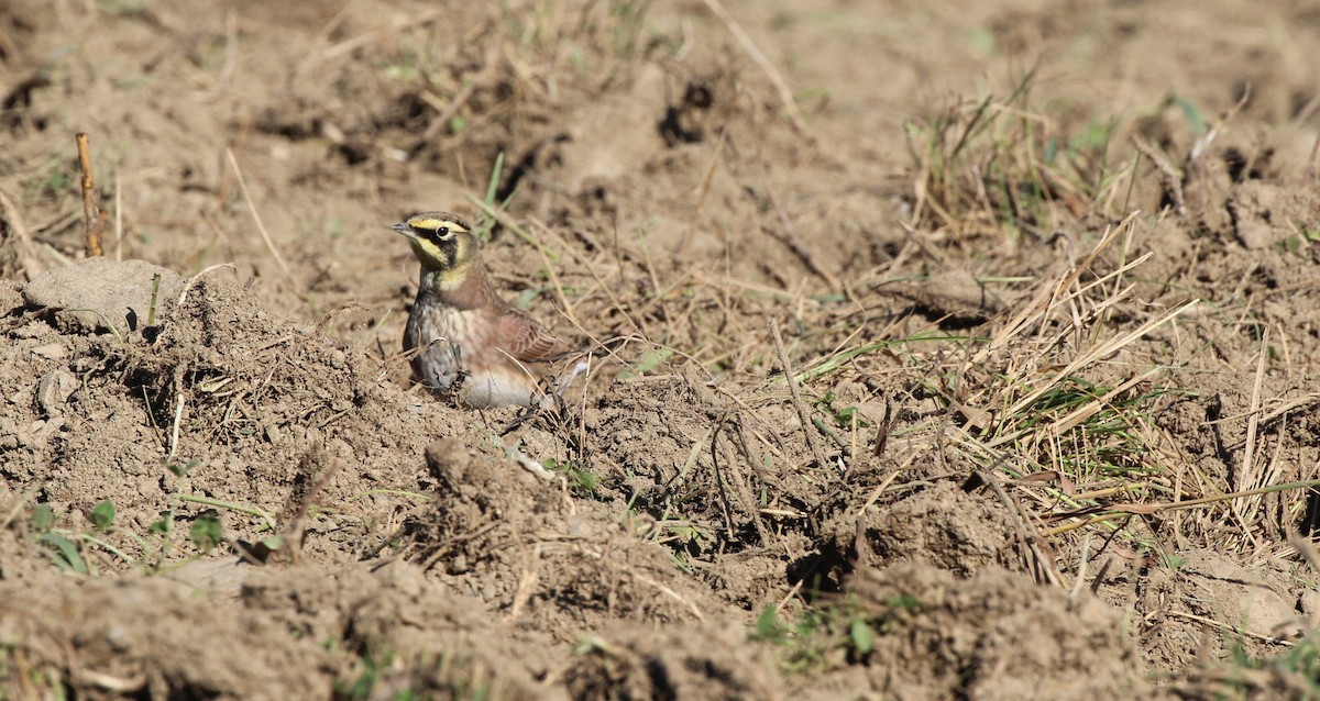 fjellerke - ML644718607