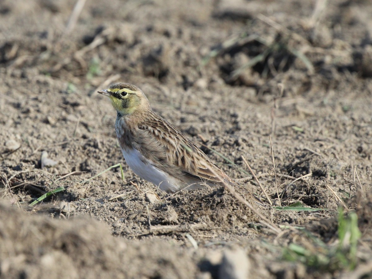 fjellerke - ML644718608