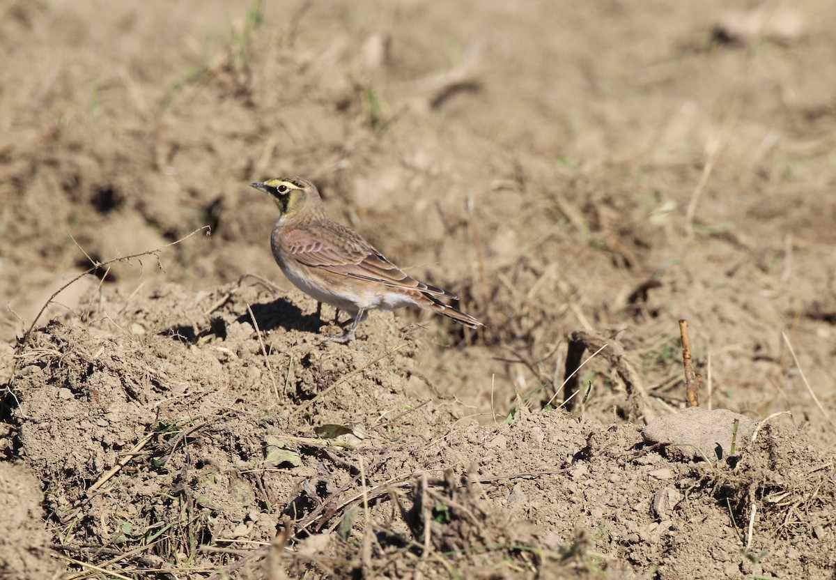 fjellerke - ML644718609