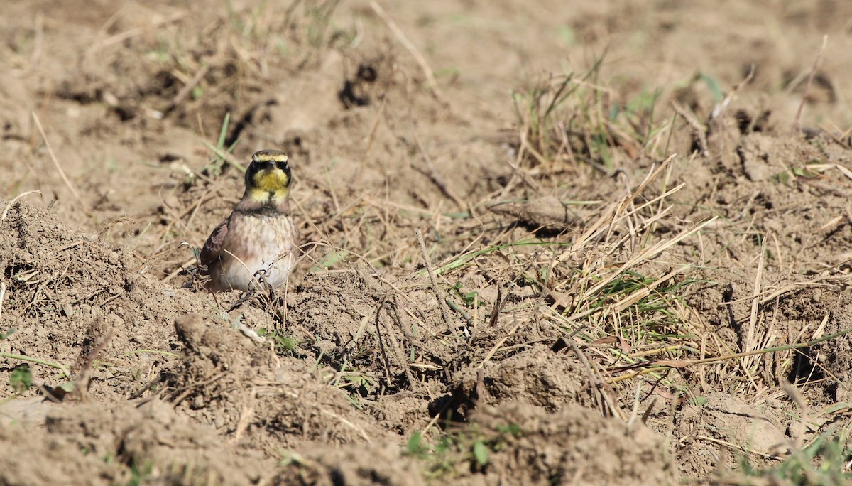 fjellerke - ML644718610