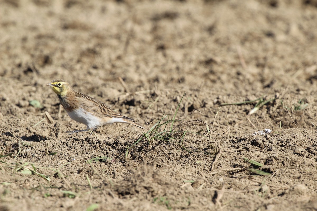 fjellerke - ML644718611