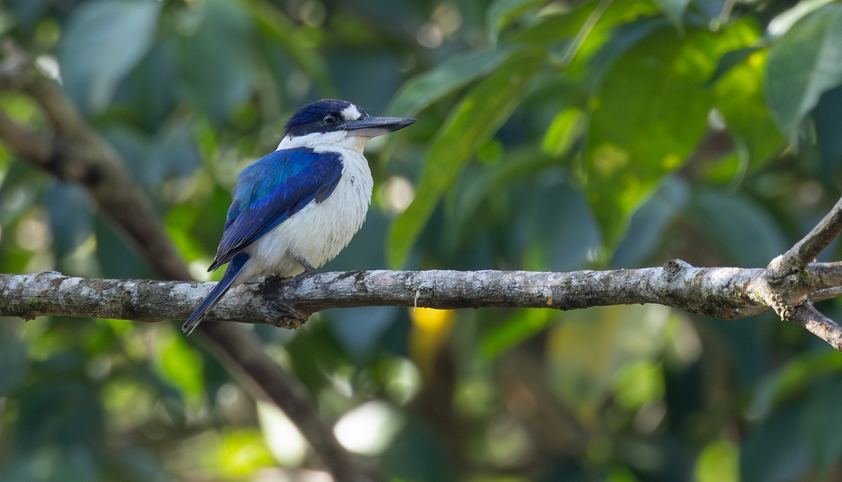 Forest Kingfisher - ML644718618