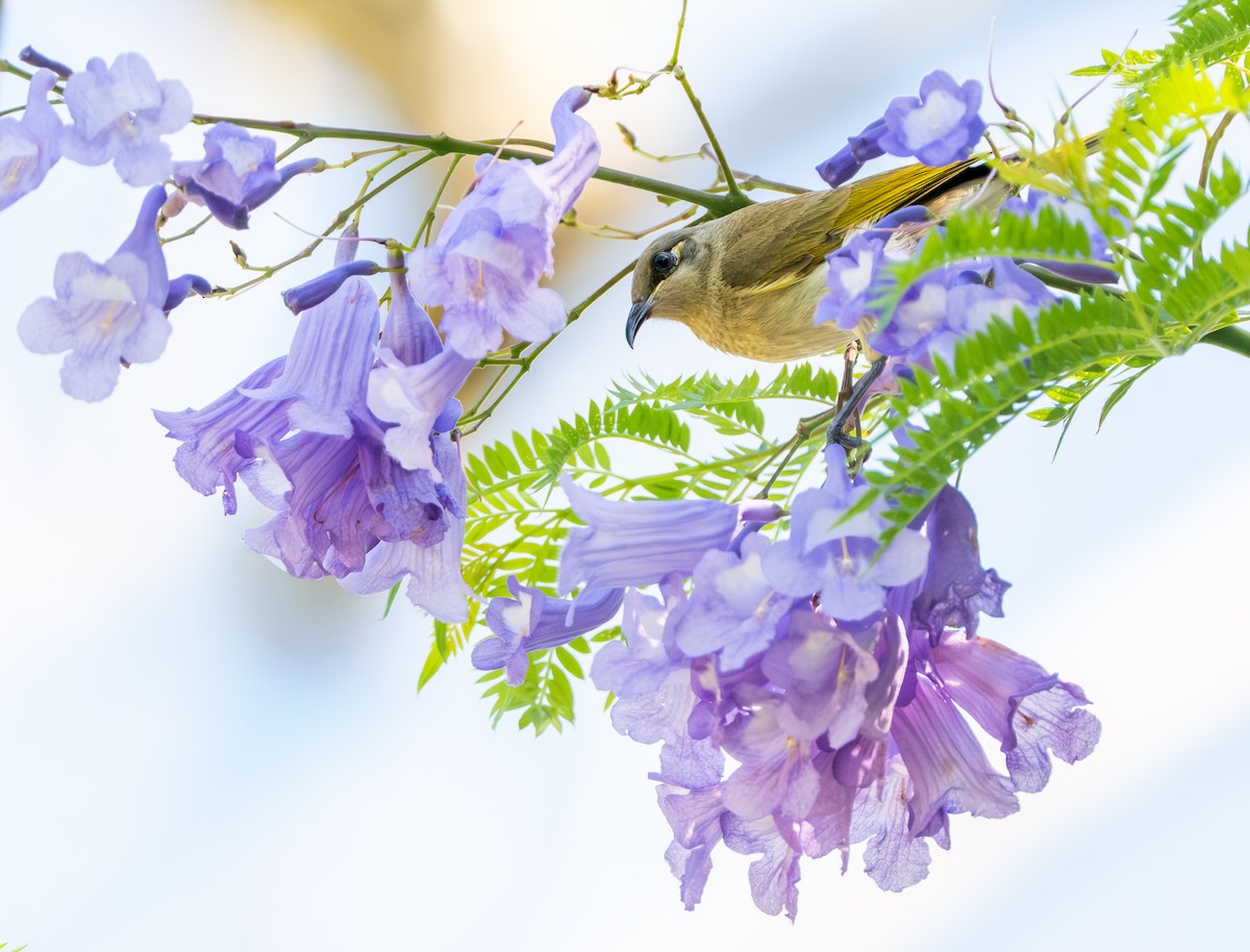 Brown Honeyeater - ML644718619