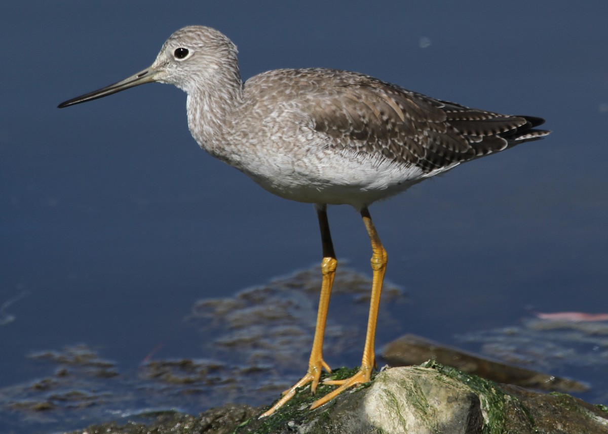 Коловодник строкатий - ML644718621