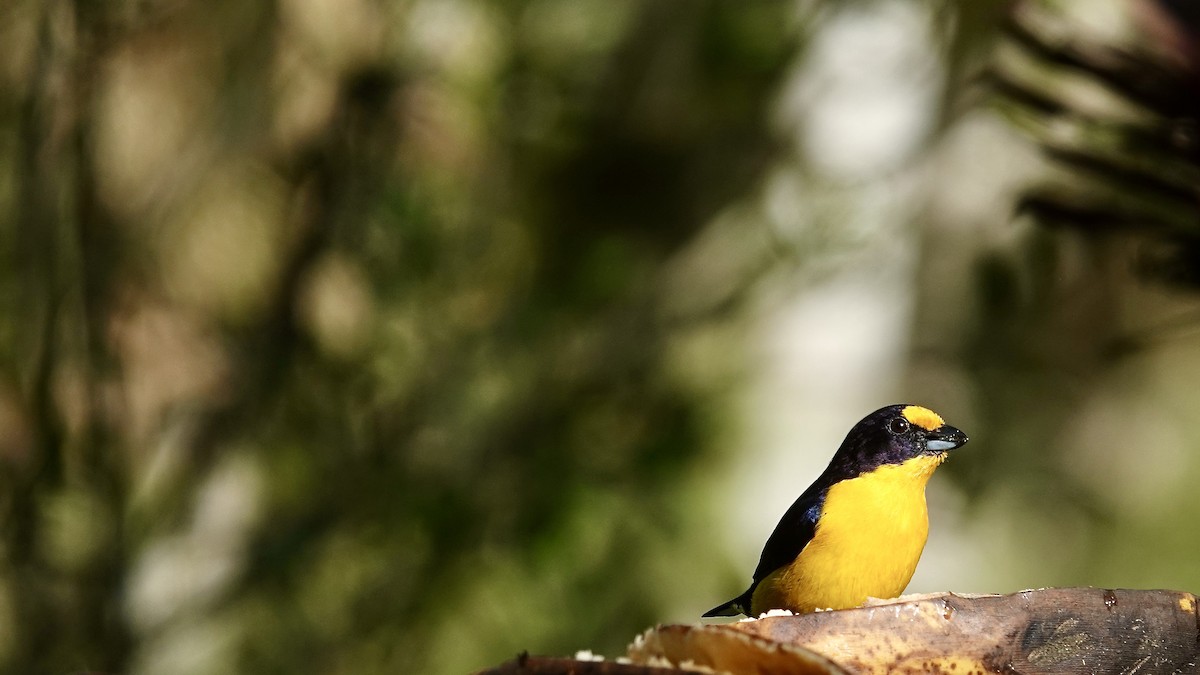 Фиолетовая эуфония - ML644718622