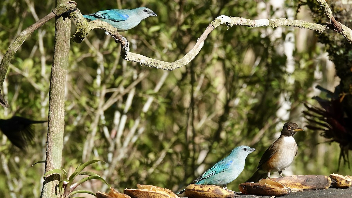 Синеплечая танагра - ML644718623