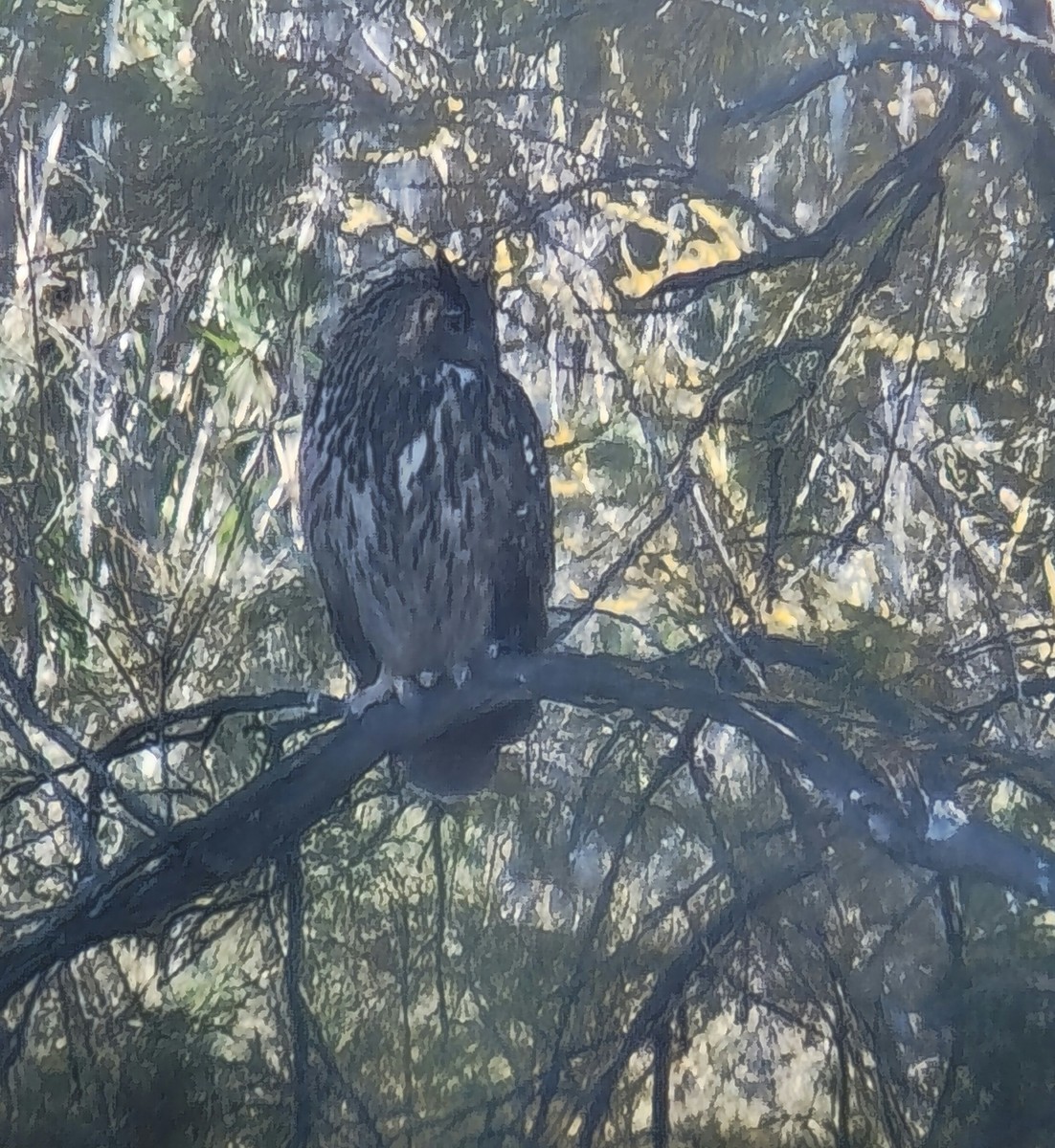 výr velký - ML644718626