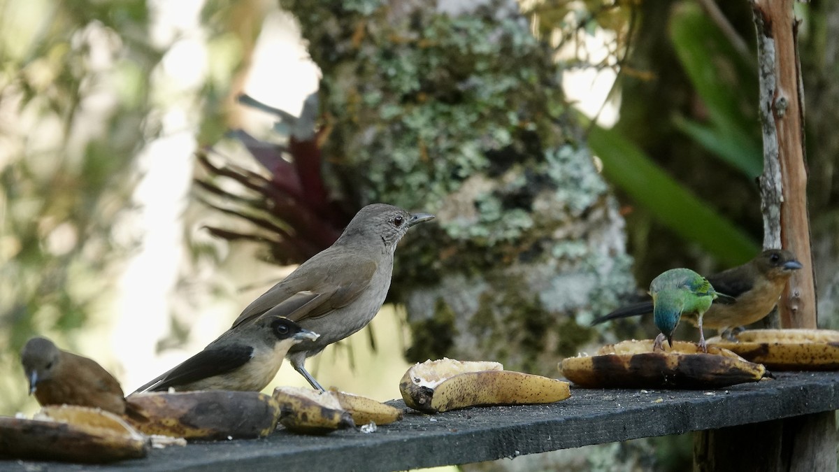 Pale-breasted Thrush - ML644718632
