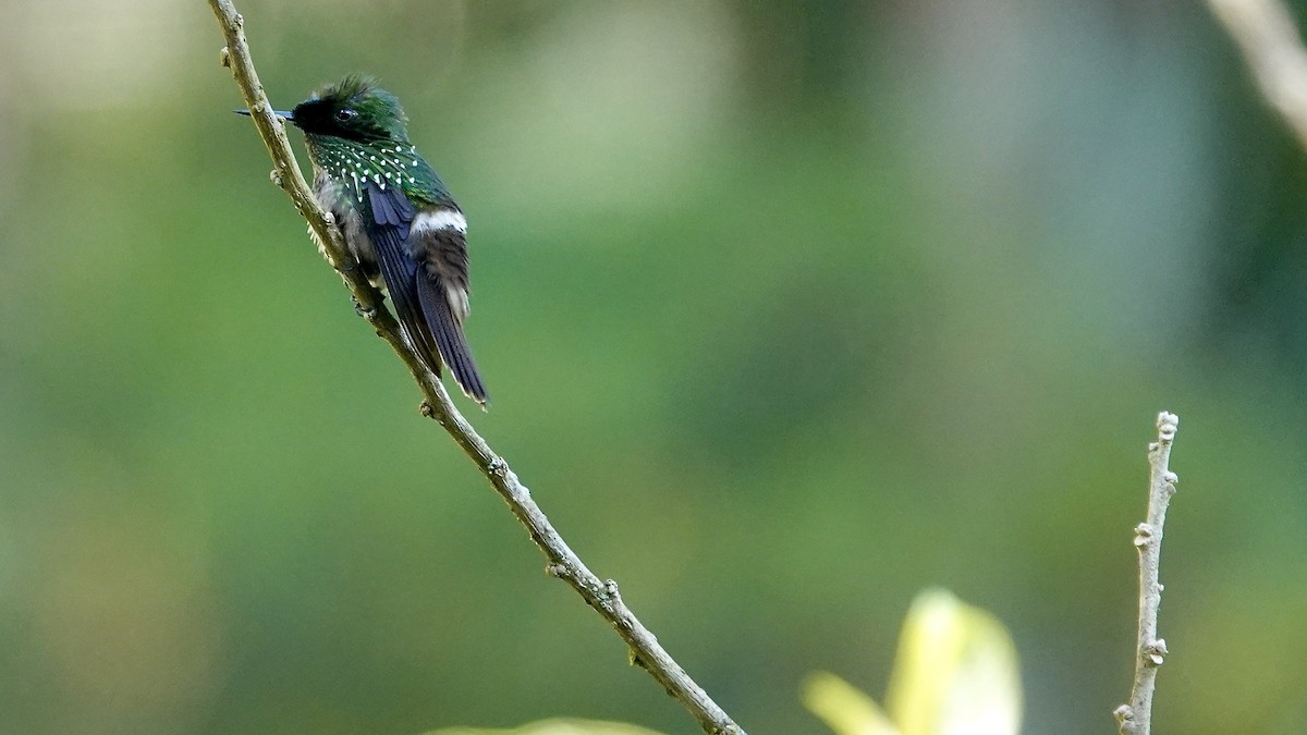 Зелёнохохлая кокетка - ML644718634