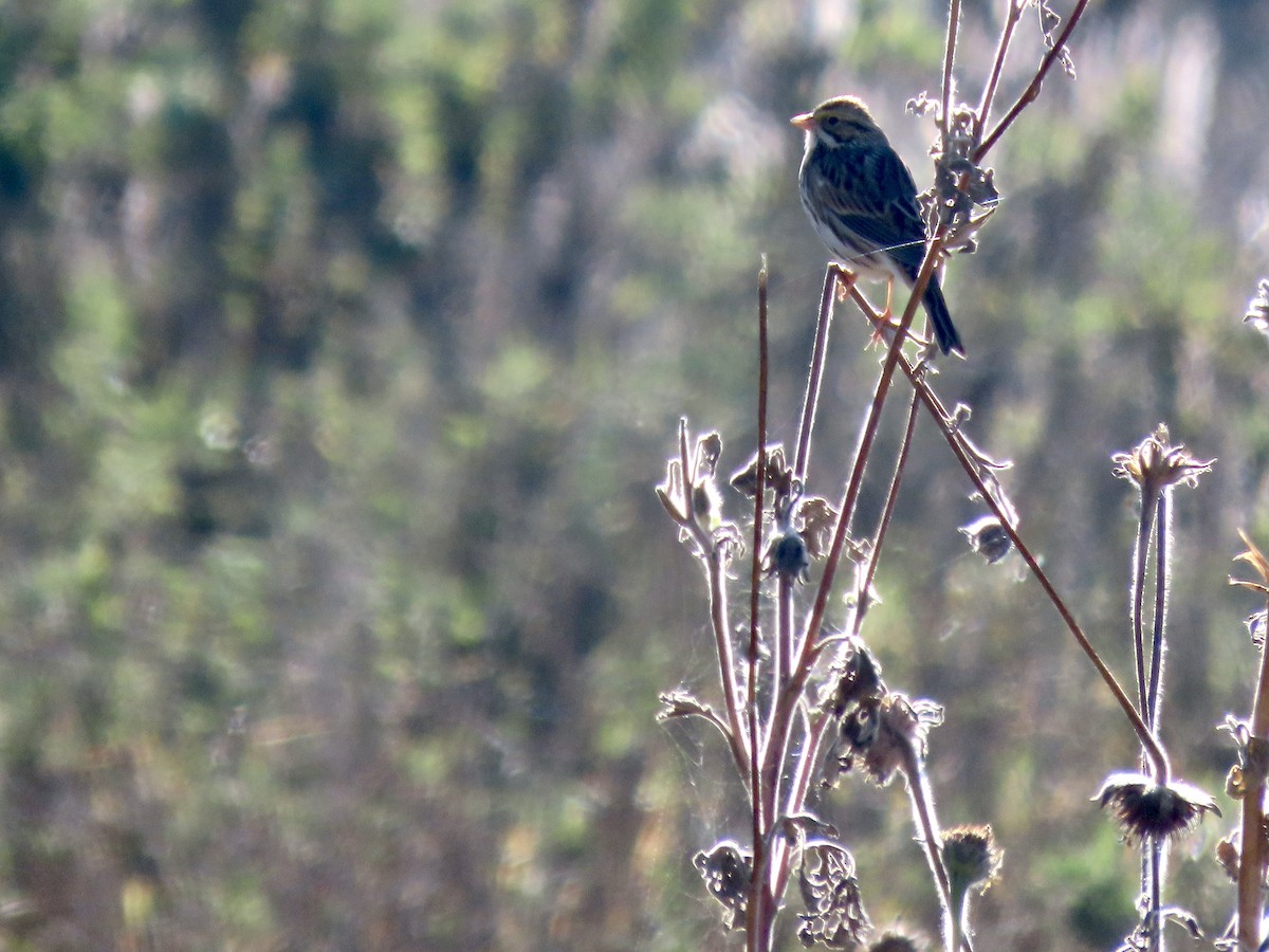 稀樹草鵐 - ML644718636