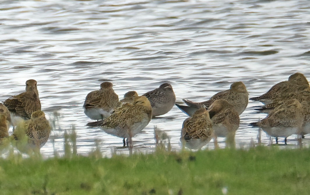 American Golden-Plover - ML644718637
