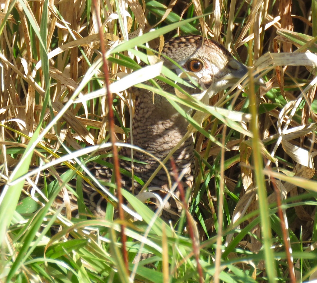 Ring-necked Pheasant - ML644718639