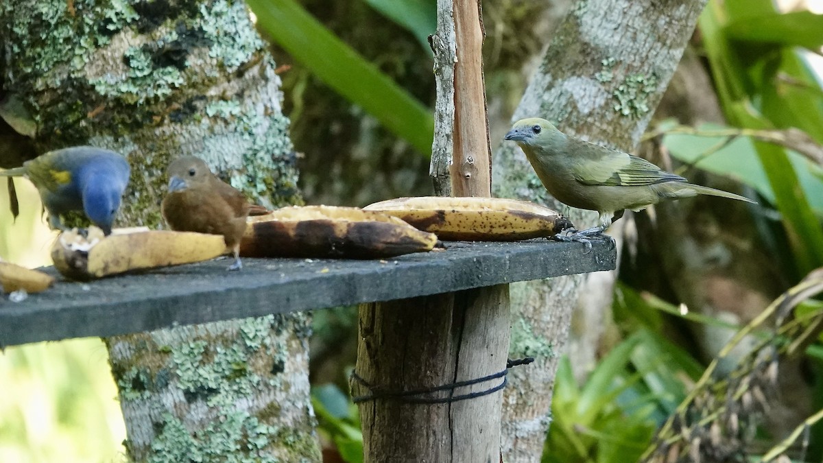 Пальмовая танагра - ML644718640