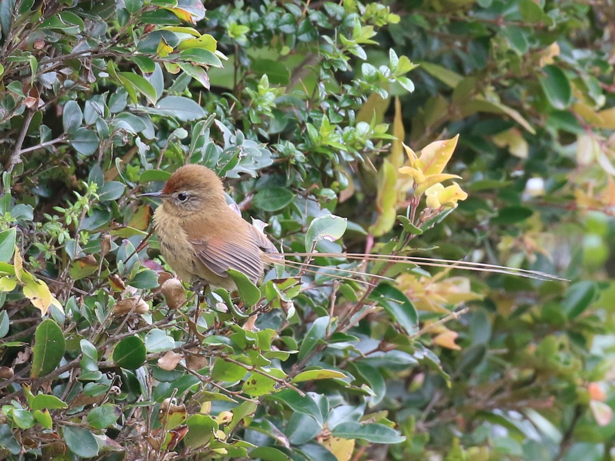 Des Murs's Wiretail - ML644718649