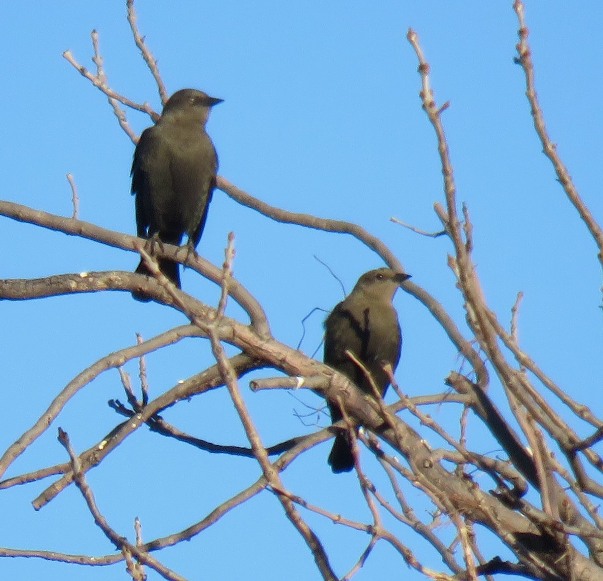 Трупіалець пурпуровий - ML644718653