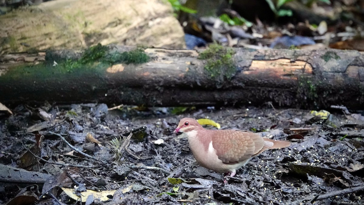 Рыжая перепелиная горлица - ML644718654