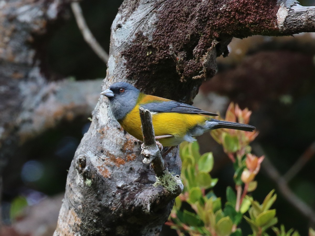 Patagonian Sierra Finch - ML644718655