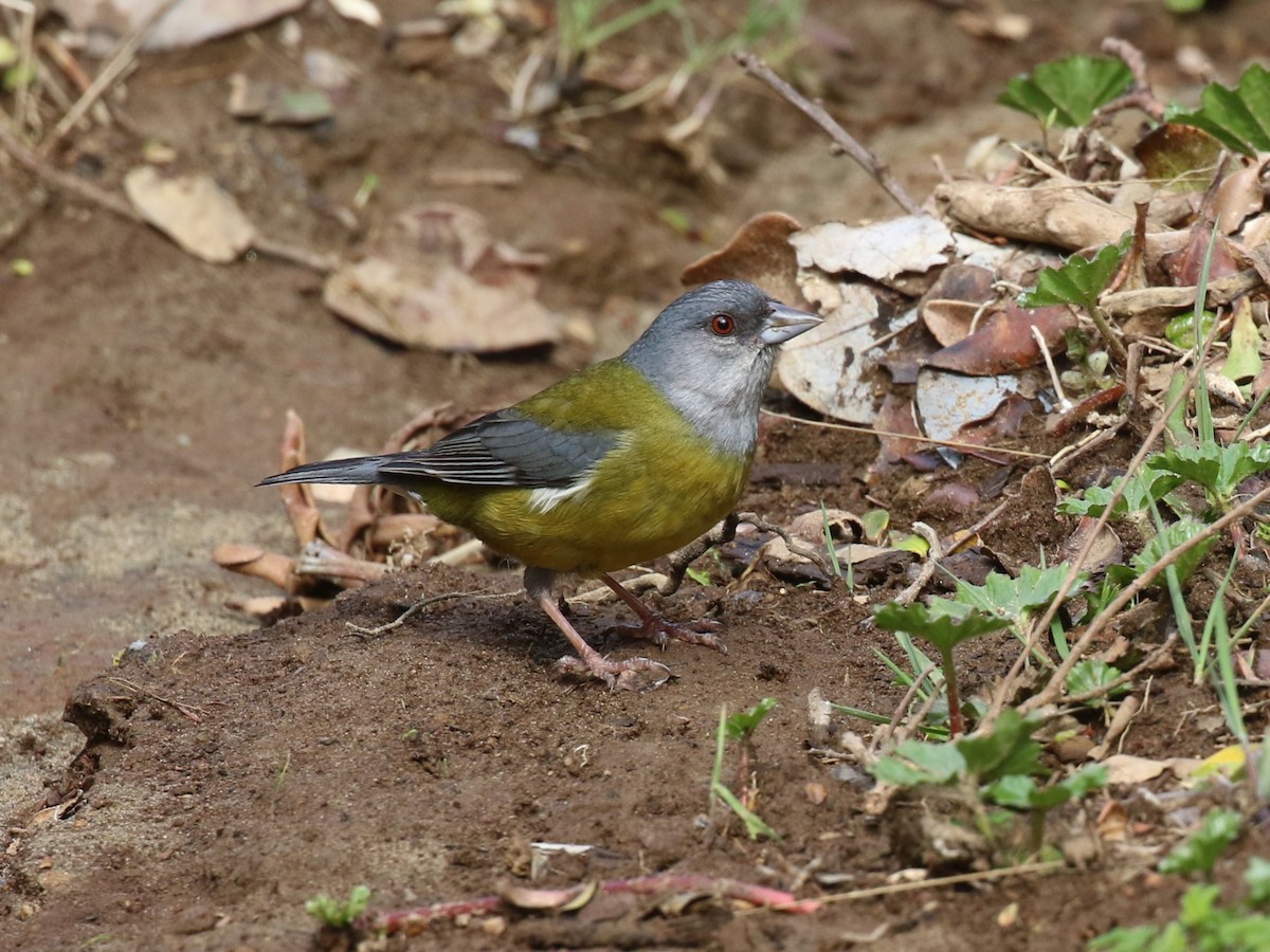 Patagonian Sierra Finch - ML644718656