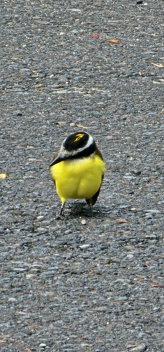 Красношапочный бентеви - ML644718664