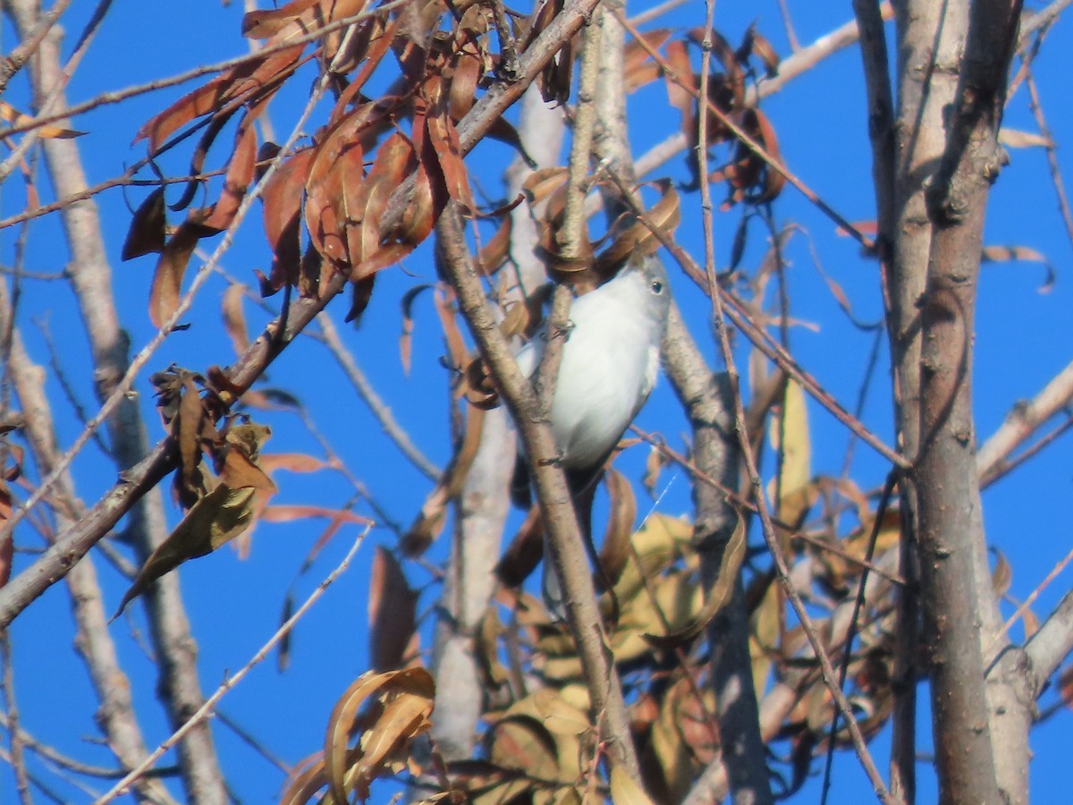 Голубая комароловка - ML644718666