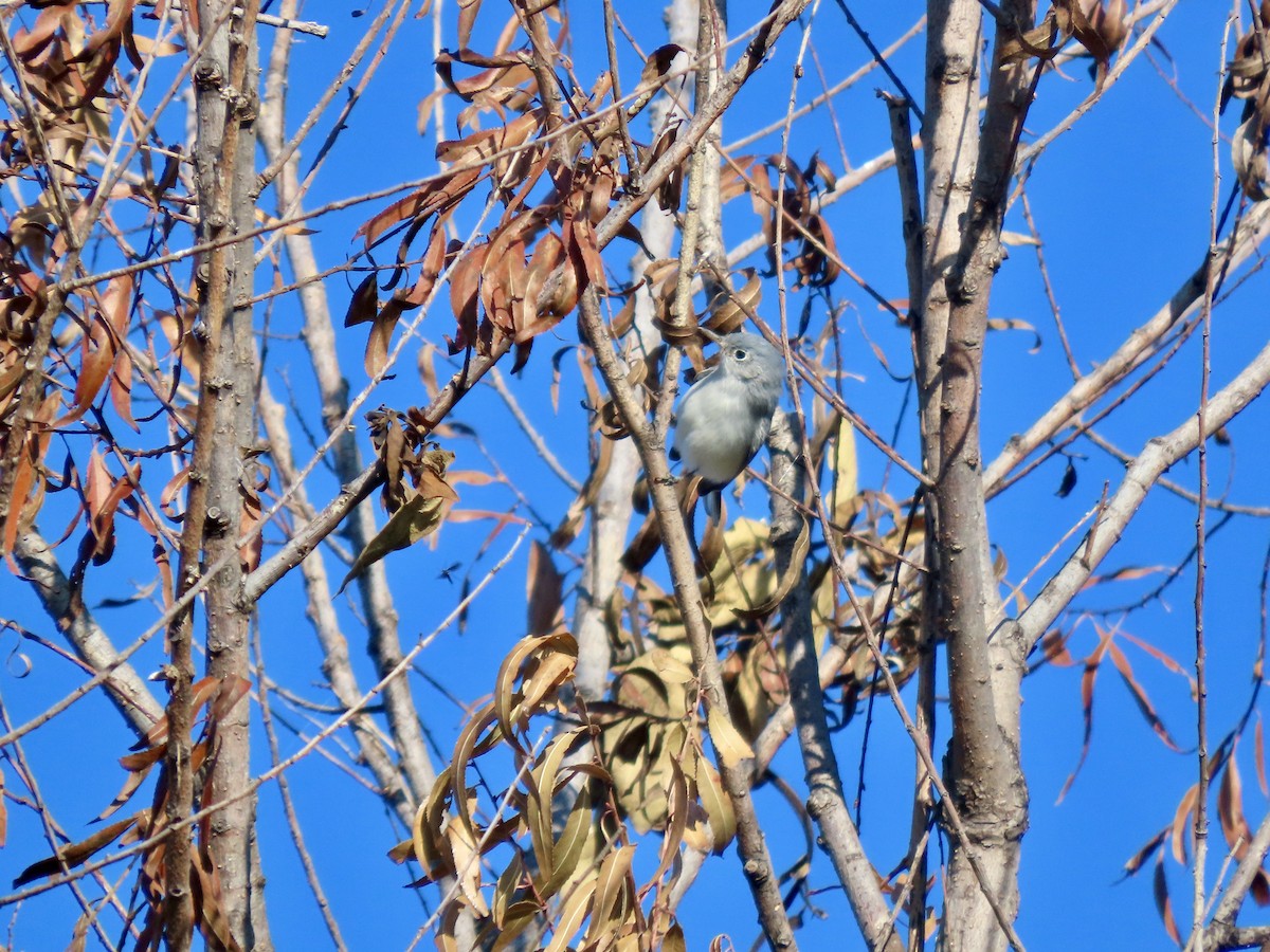 Голубая комароловка - ML644718670