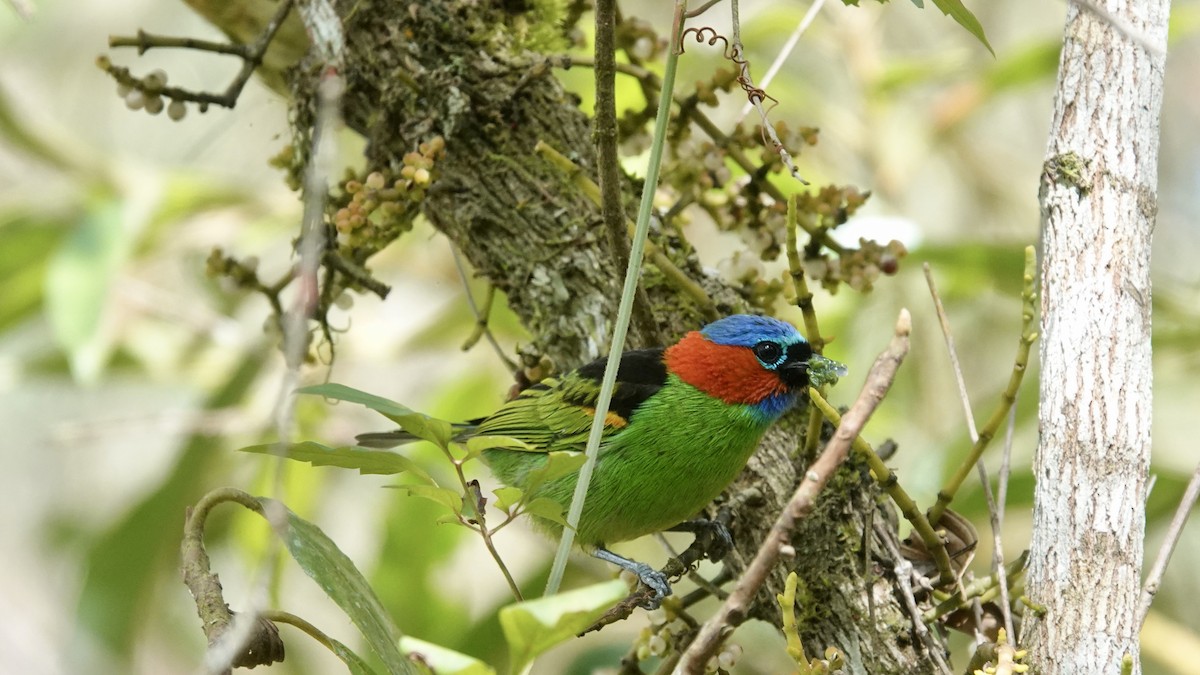 Red-necked Tanager - ML644718671