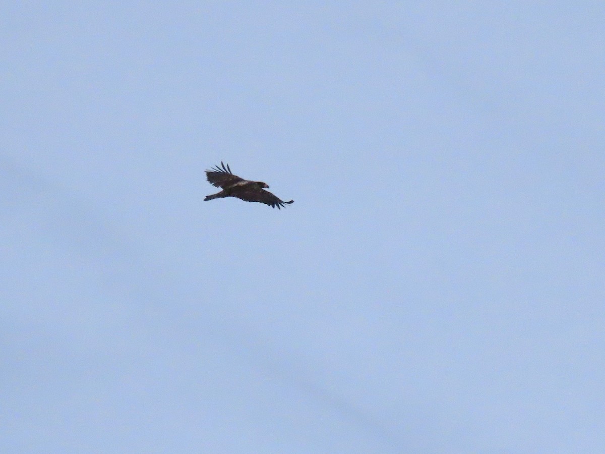 Bald Eagle - ML644718674